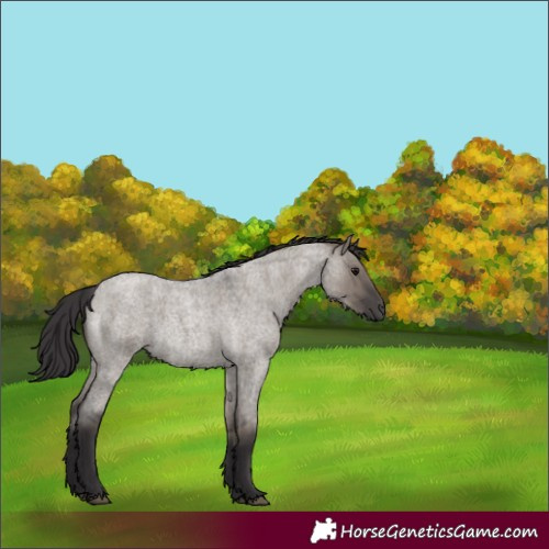 Horse Color:Smoky Grullo Roan 