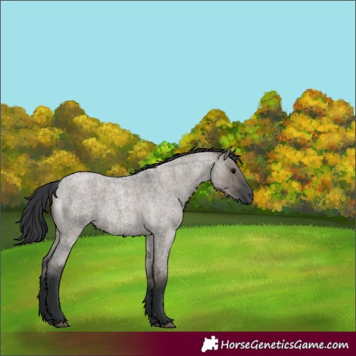 Horse Color:Grullo Roan 