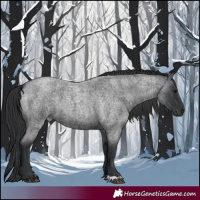 Horse Color:Blue Roan 