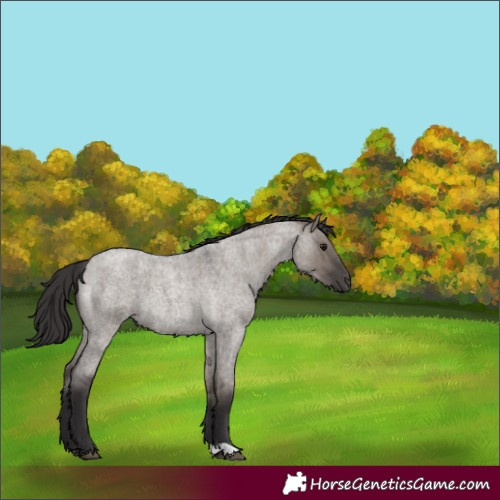 Horse Color:Smoky Grullo Roan 