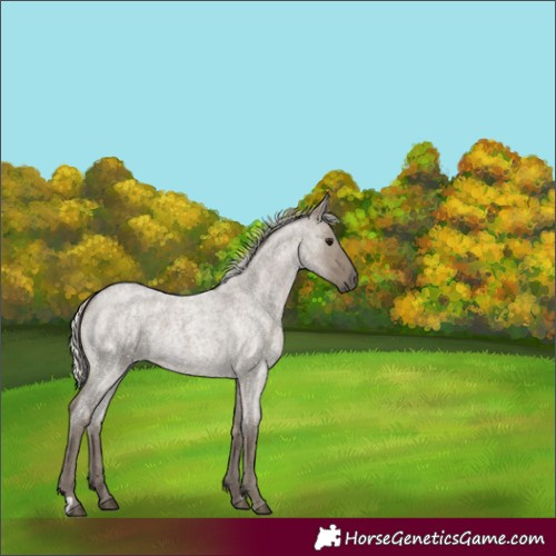 Horse Color:Silver Smoky Grullo Roan 