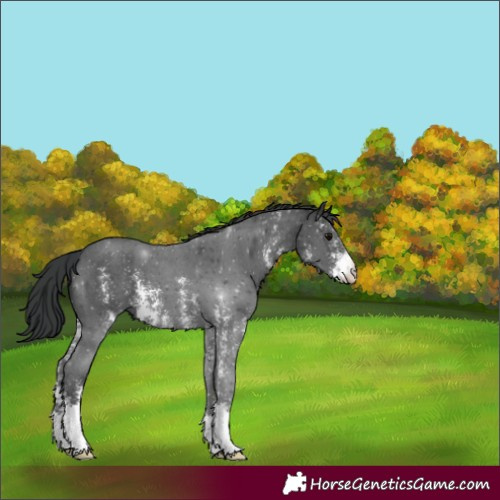 Horse Color:Black Sabino 