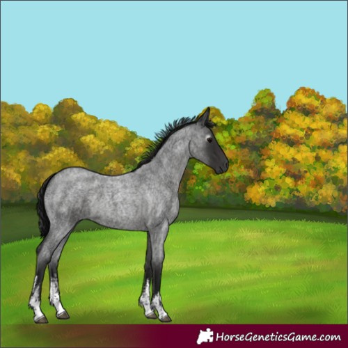 Horse Color:Gray White Spotted Blue Roan 