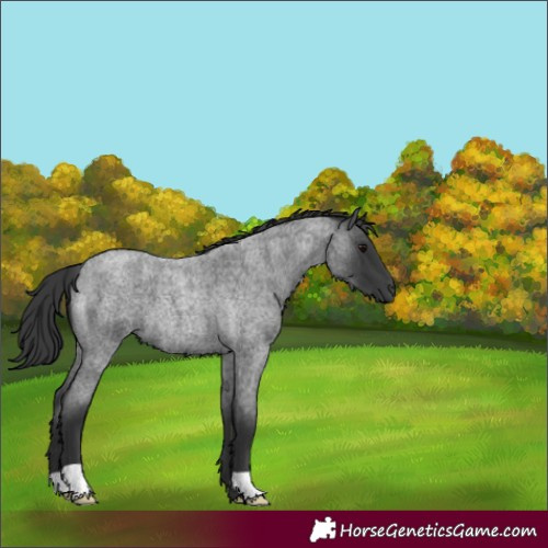 Horse Color:Blue Roan 