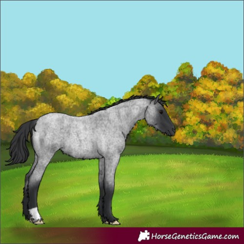 Horse Color:Blue Roan 