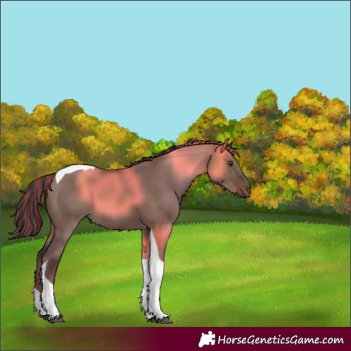 Horse Color:Painted Liver Red Dun Tobiano 