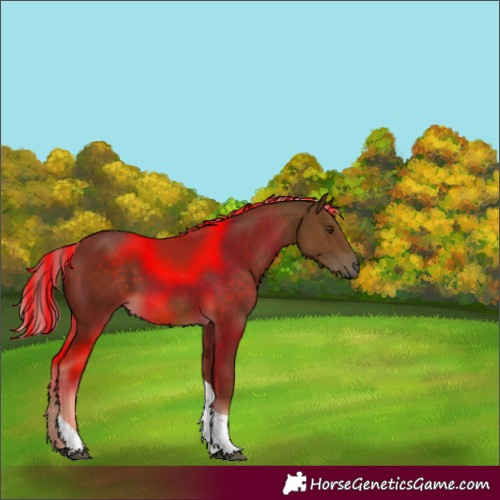 Horse Color:Painted Chocolate Palomino Tobiano 