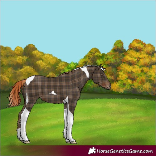 Horse Color:Plaid  Liver Chestnut Tobiano 