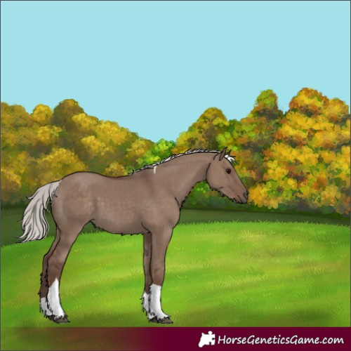Horse Color:Silver Grullo Tobiano 