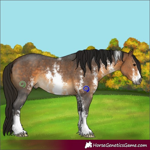 Horse Color:Gray Buckskin Sabino 