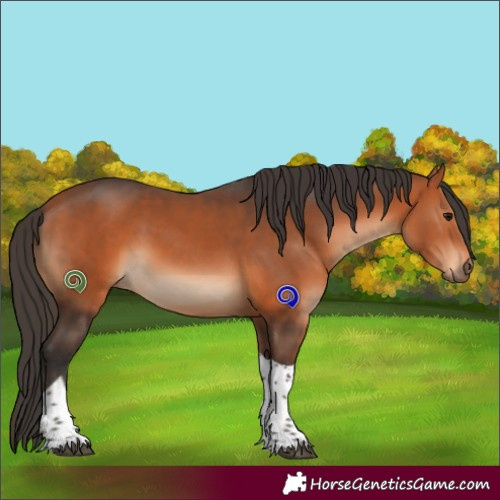 Horse Color:Bay Tobiano 