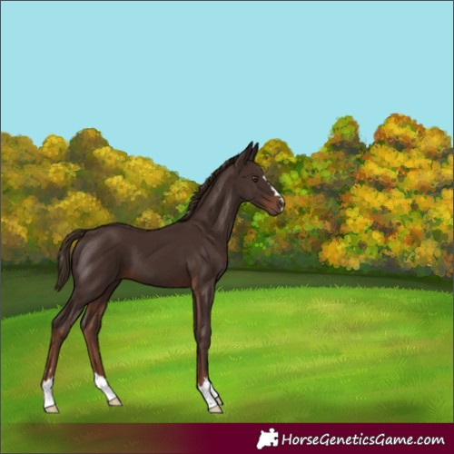 Horse Color:Liver Chestnut 