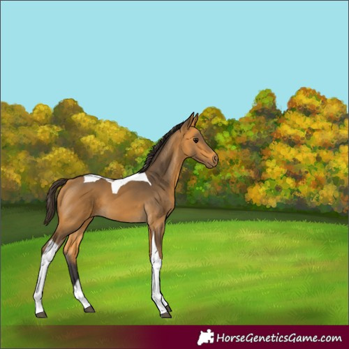 Horse Color:Buckskin Tobiano 