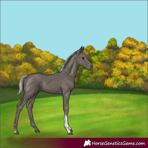 Horse Color:Silver Black Tobiano 