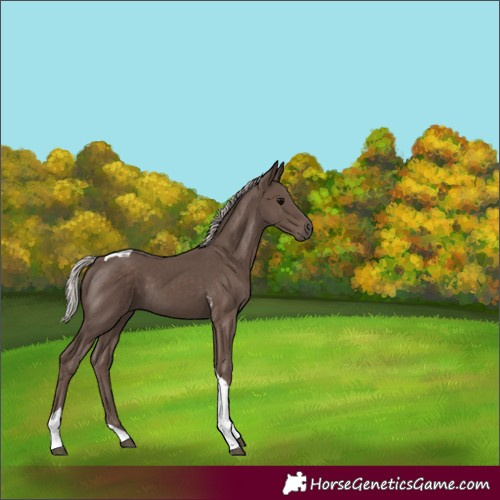 Horse Color:Silver Black Tobiano 