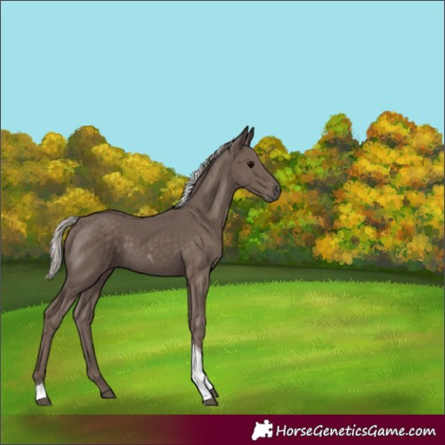 Horse Color:Silver Black Tobiano 