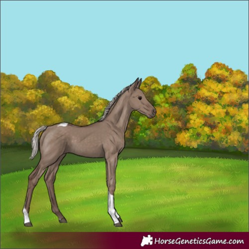 Horse Color:Silver Grullo Tobiano 