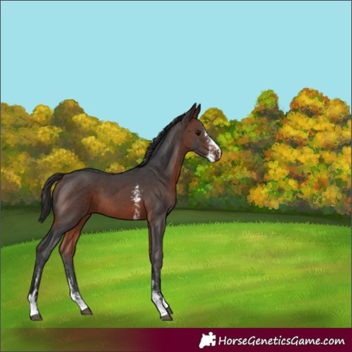 Horse Color:Brown Sabino 