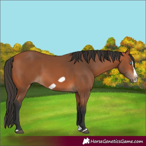 Horse Color:Bay Splash Frame 