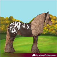 Horse Color:Liver Chestnut Appaloosa 