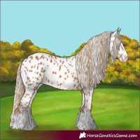 Horse Color:Chestnut Splash Frame Appaloosa 