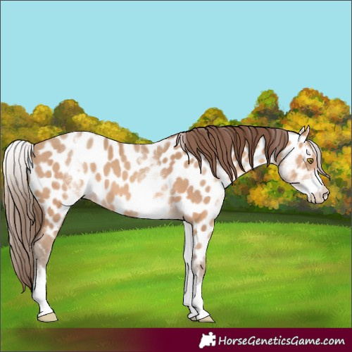 Horse Color:White Spotted Amber Champagne Appaloosa 