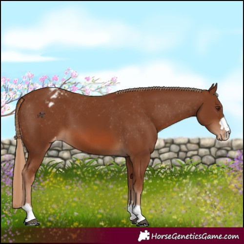 Horse Color:Chestnut Appaloosa 