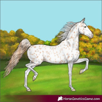 Horse Color:Gold Champagne Splash Appaloosa 