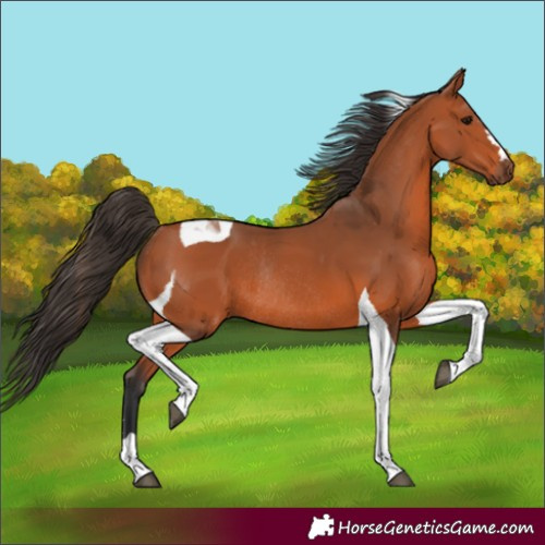 Horse Color:Bay Tobiano Rabicano 