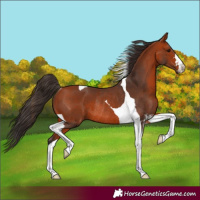 Horse Color:Bay Tobiano Rabicano 