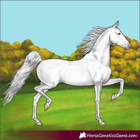 Horse Color:Gray Amber Champagne Tobiano