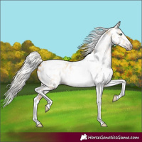Horse Color:Gray Silver Amber Cream Champagne Roan Dun Splash Tobiano Frame Appaloosa Rabicano 