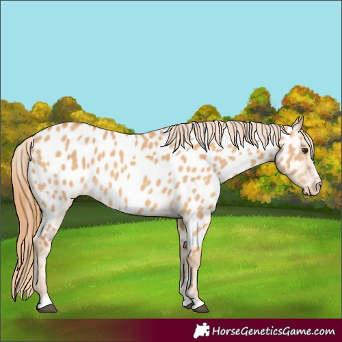 Horse Color:Red Dun Near Leopard