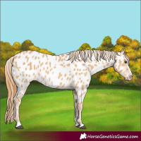 Horse Color:Red Dun Near Leopard 