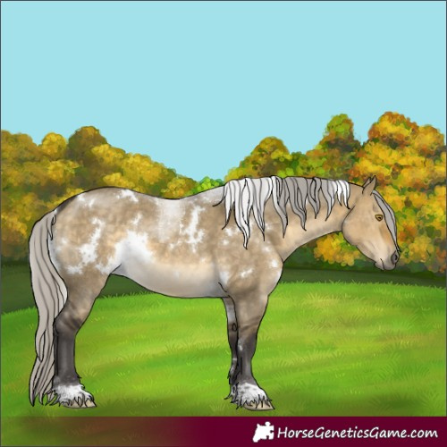Horse Color:White Spotted Silver Buckskin Dun 
