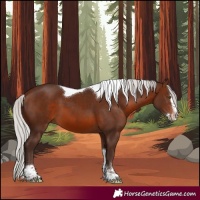 Horse Color:Silver Brown Mushroom Sabino Splash Tobiano