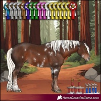 Horse Color:White Spotted Liver Chestnut Mushroom Sabino 