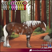 Horse Color:White Spotted Liver Chestnut Mushroom Sabino 