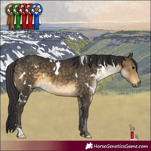 Horse Color:White Spotted Buckskin 
