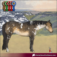 Horse Color:White Spotted Buckskin 
