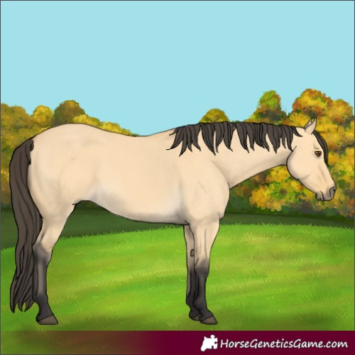 Horse Color:Buckskin Dun