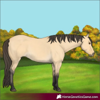 Horse Color:Buckskin Dun 