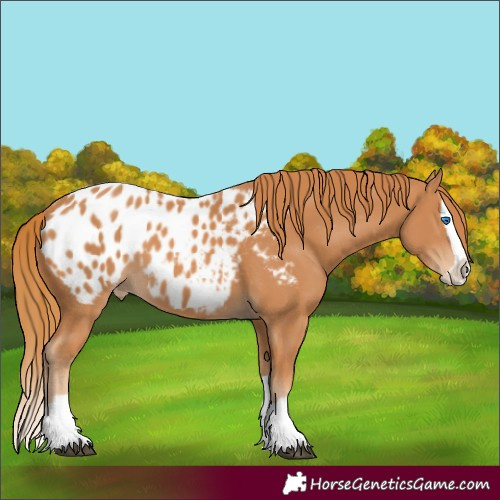Horse Color:Chestnut Splash Blanket