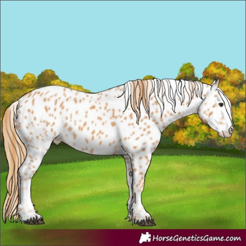 Horse Color:Chestnut Splash Appaloosa