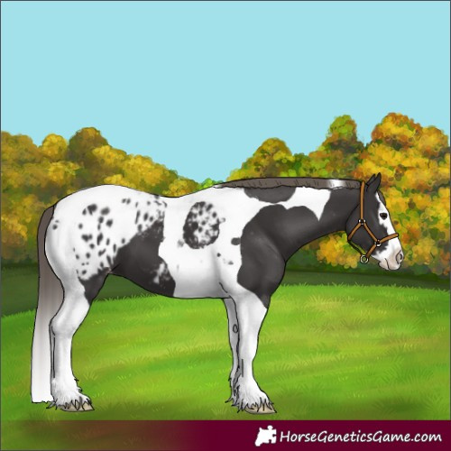 Horse Color:Smoky Black Splash Tobiano Appaloosa 