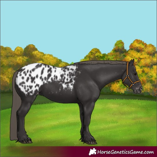 Horse Color:Smoky Black Appaloosa Rabicano