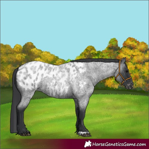 Horse Color:Blue Roan Appaloosa 