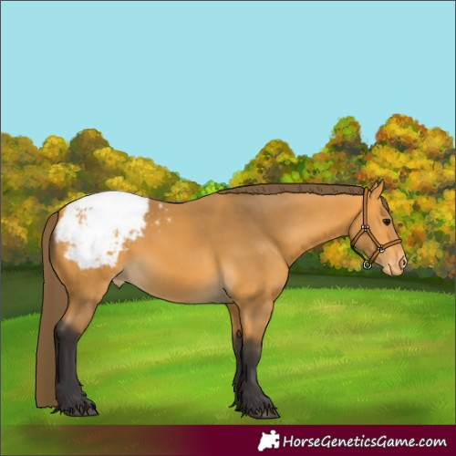 Horse Color:Buckskin Snowcap 