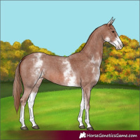Horse Color:White Spotted Chestnut Sabino 