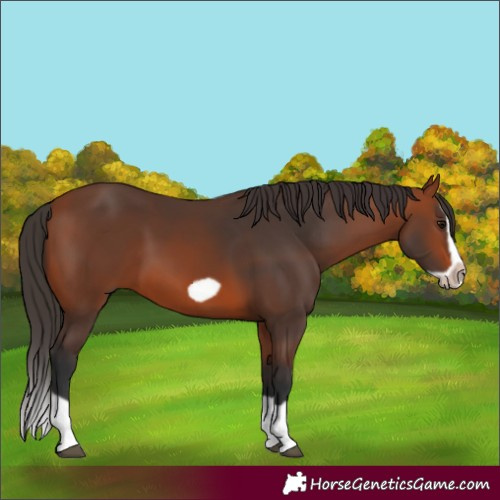 Horse Color:Bay Splash Frame 